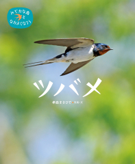 ツバメ